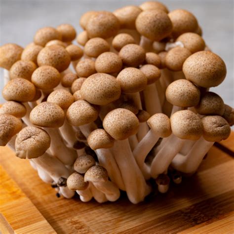 Beech Mushroom Growing Guide & Tips | Farm Plastic Supply
