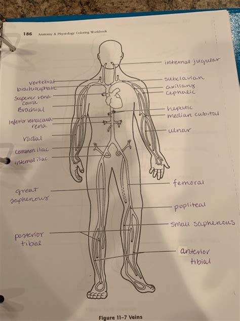 Anatomy And Physiology Coloring Workbook Chapter 5 – Warehouse of Ideas