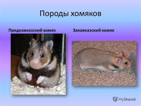 Презентация на тему: "Хомячки Проект по биологии Лицея 81 Ученицы 7а ...