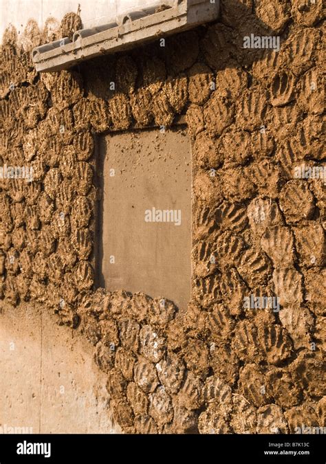 Cow dung being dried to use as cooking fuel Stock Photo - Alamy