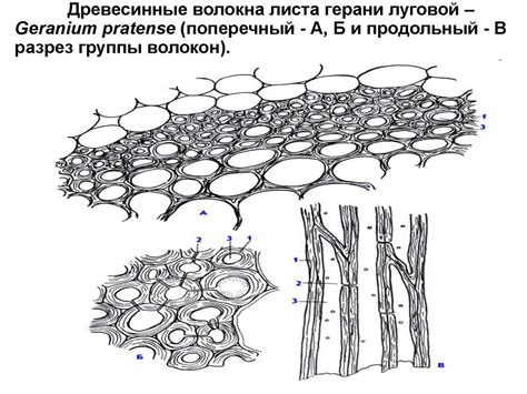 Механические ткани - online presentation