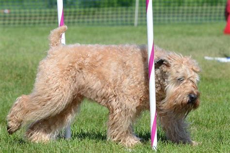 Irish Soft Coated Wheaten Terrier: What you need to know