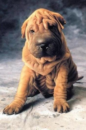 wrinkle dog | Dog breeds, Wrinkly dog, Pet dogs