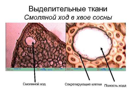 Растительные ткани Образовательные ткани Кариокинез в корешке