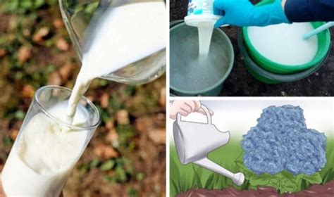 Удобрение для гортензий – подкормки весной, осенью, во время ...