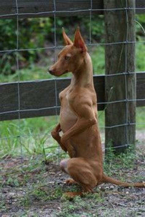 Podenco Andaluz Dog Breed Information, Images, Characteristics, Health