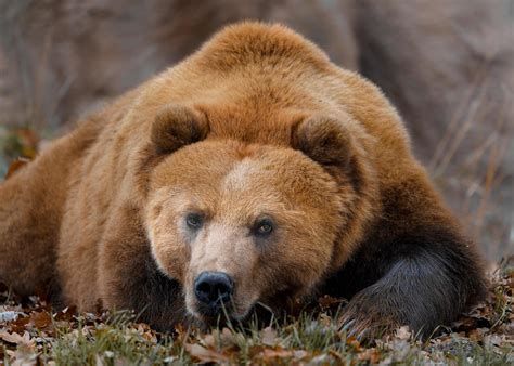 Kamchatka brown bear 14261525 Stock Photo at Vecteezy