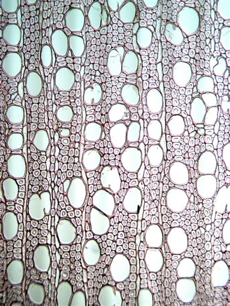BALANOPACEAE Balanops australiana - Insidewood Images