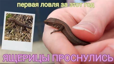 ЯЩЕРИЦЫ ПРОСНУЛИСЬ! / Ловля ящериц - YouTube