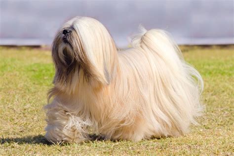 Lhasa Apso Full Grown