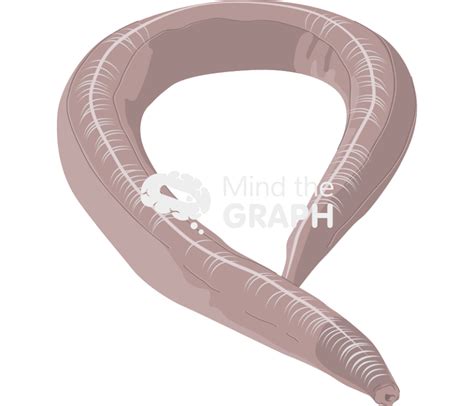 Elegans