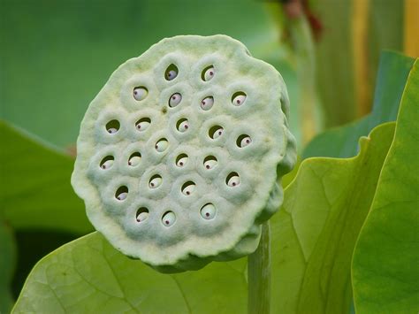 Tripofobia - Wikipedia, la enciclopedia libre