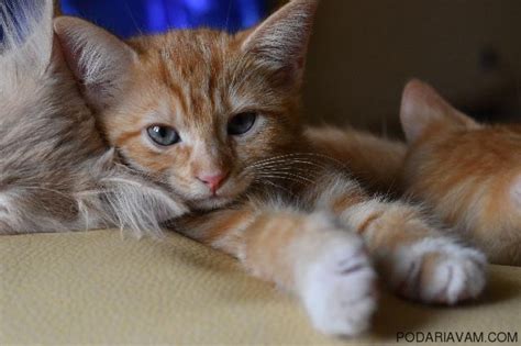 Подарявам котета #осиновиме