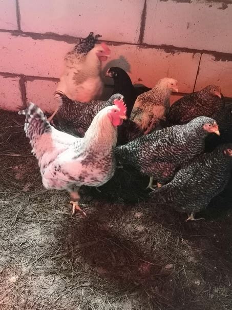 Продам кур молодок породы чешский доминант, 4 месяца, 10 штук (в одни ...