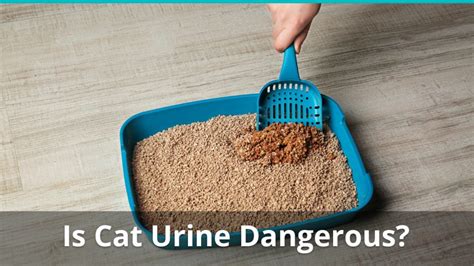 Dangers Of Cat Urine: Fumes, Toxicity, Allergies, And Health Risks