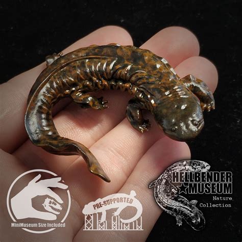 Bebe Salamandra Hellbender This Week In The Watershed: Hellbent On