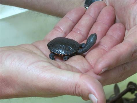 The Eastern long-necked turtle (scientific name: Chelodina Longicollis