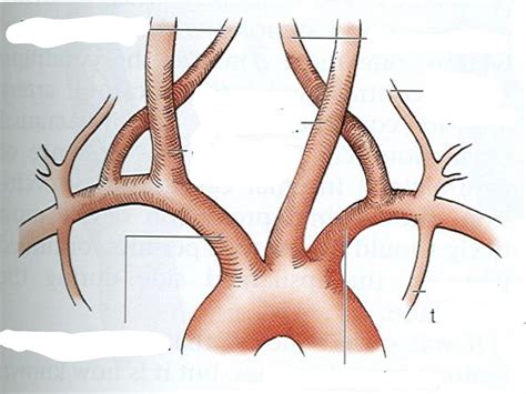 aortic arch Diagram | Quizlet