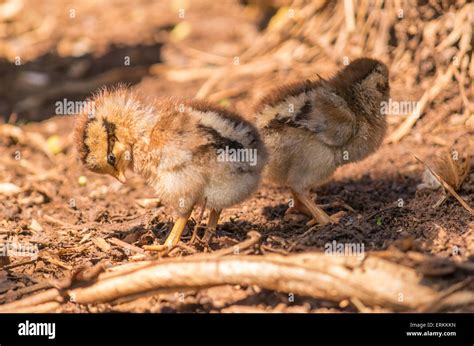 closeup adorable chicks poultry farm  res stock photography