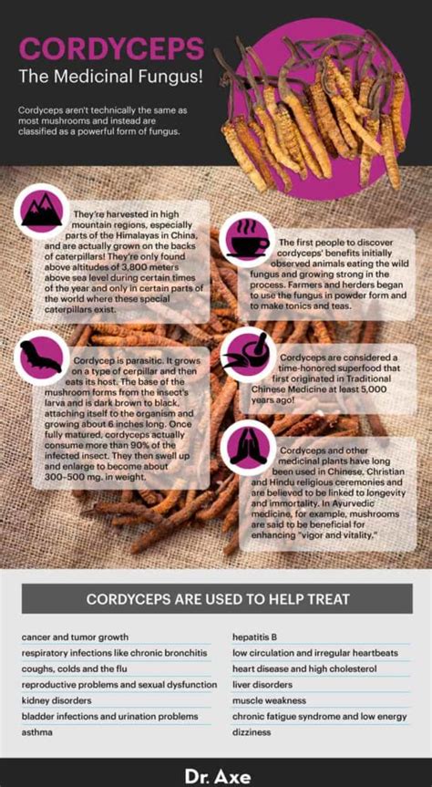 Cordyceps Benefits, Uses, Supplements, Dosage and More - Dr. Axe