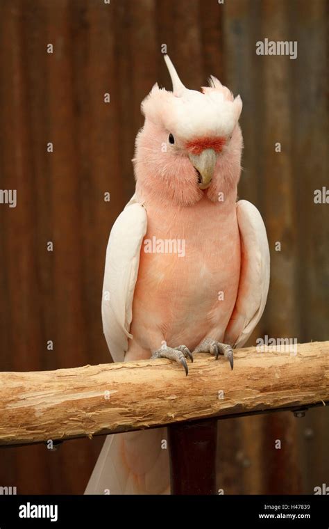 Kakadu barsch -Fotos und -Bildmaterial in hoher Auflösung – Alamy