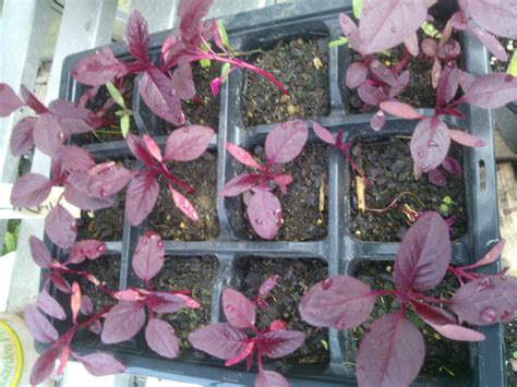 Growing Amaranth - Growing Guides