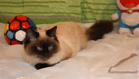 Шикарный бирманский котенок девочка. Элитный котенок.