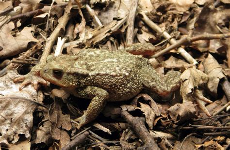 Parque Biologico de Gaia - Sapo-comum (Bufo bufo)