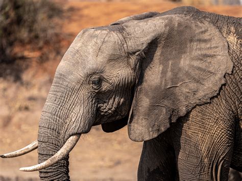african elephant face  majestic african elephant image
