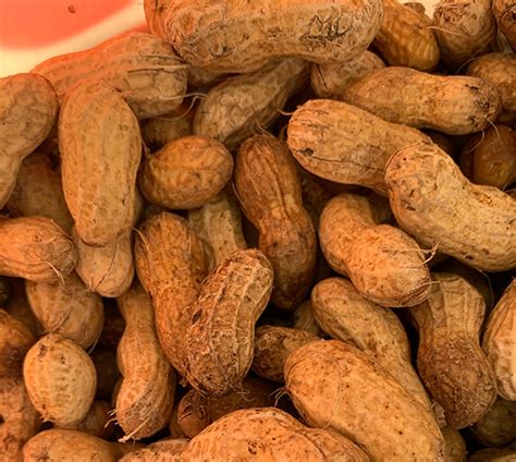 Peanut Festival – Mitchell Farms