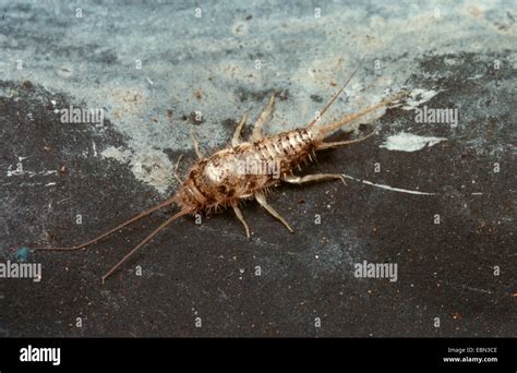 firebrat (Lepismodes inquilinus, Thermobia domestica Stock Photo - Alamy