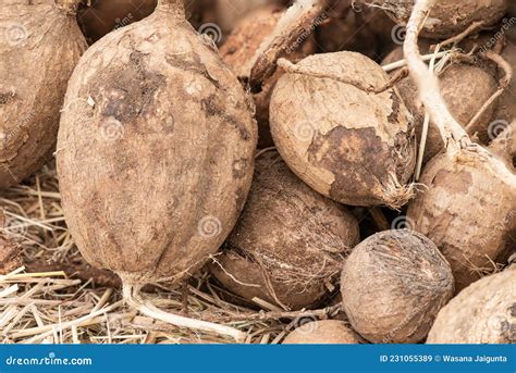 Pueraria Mirifica or White Kwao Krua, Tubers on Nature Background Stock ...