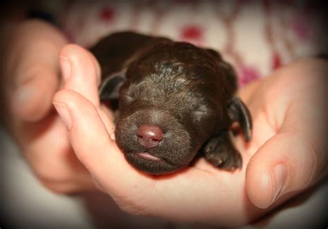 Воспитание щенка 1, 🐕 2, 3, 4 и 5 месяцев