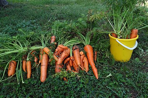 Что можно сажать после моркови на следующий год в открытом грунте, таблица