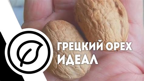 Саженцы грецкого ореха. Идеал - YouTube