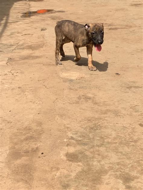 Boerbole Puppy For Sale - Pets - Nigeria