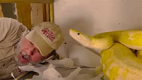 massive python attacks zookeeper   head  chilling clip