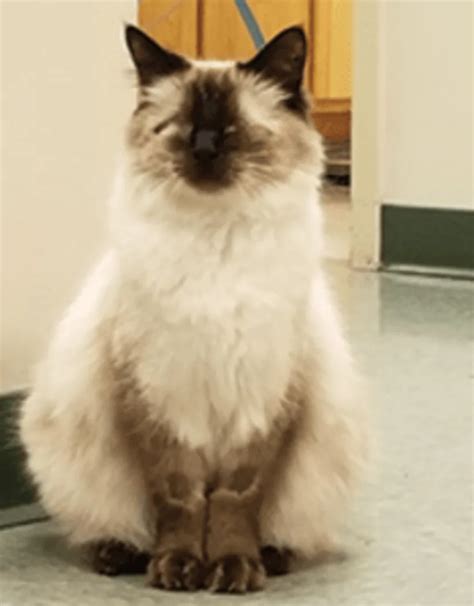 Vivian | College Mall Veterinary Hospital