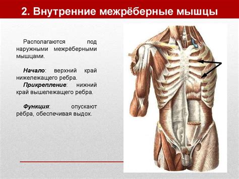 Мышцы шеи - презентация онлайн