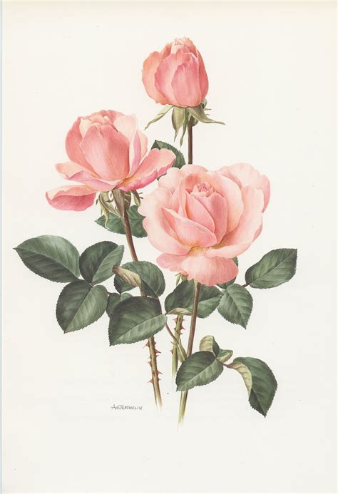 pale pink castel versailles botanical rose print   vintage
