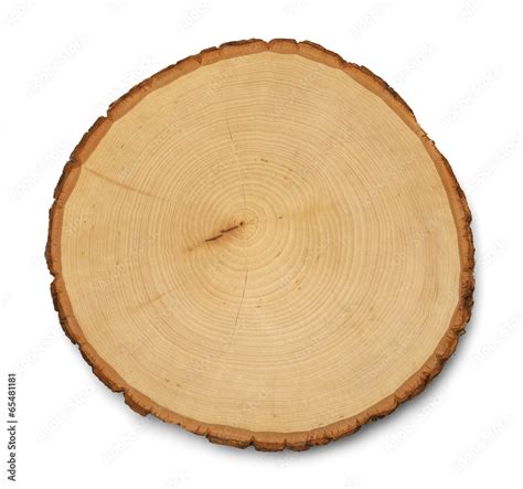 tree cross section stock photo adobe stock