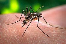 aedes aegypti wikipedia bahasa indonesia ensiklopedia bebas