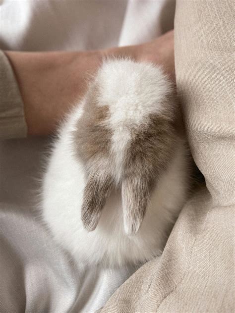 White Rabbit Photos, Download The BEST Free White Rabbit Stock Photos ...