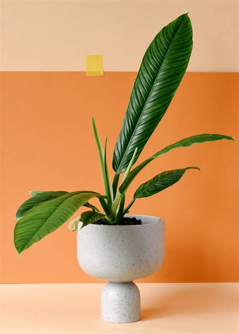 Philodendron Campii 'Lynette' L – Plant Circle