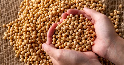 Soja Faz Mal Ao Homem - Soja não faz mal: é um alimento nobre, saudável e proteico