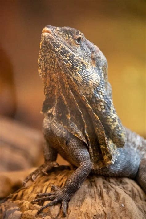 Frilled Dragon Care: Diet, Enclosure, Size & More!