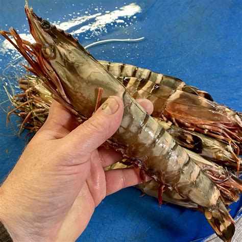 prawnzilla wild king prawn  eat  fish nationwide delivery