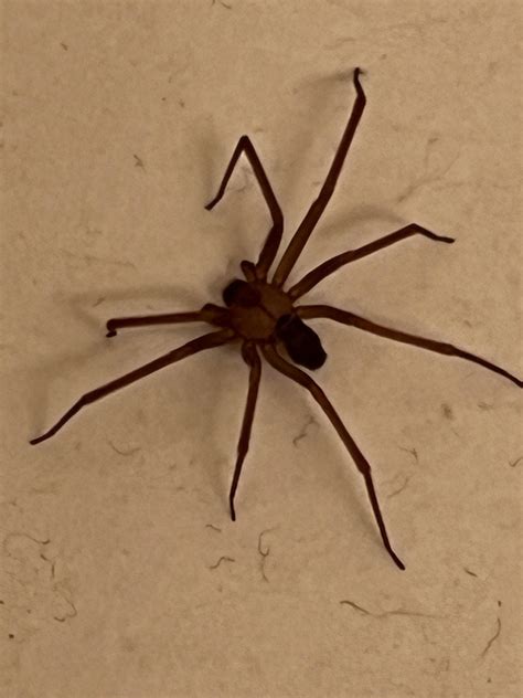 Brown recluse? : r/spiders