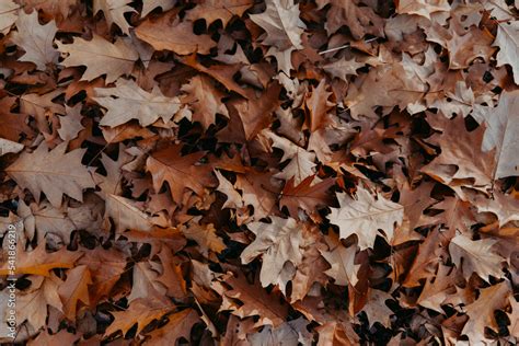 Herbst Stock Photo | Adobe Stock