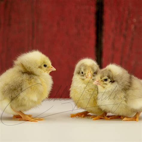 White Plymouth Rock Chicken 2